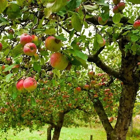 Mortain-bocage - 2-bed Wisteria Sleeps 4 *