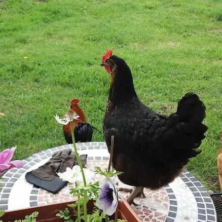 Mortain-bocage - 2-bed Wisteria Sleeps 4 Nyaraló Notre-Dame-du-Touchet