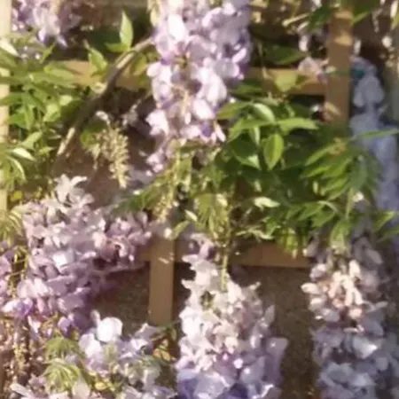 Wisteria With Hot Tubcozy In Mortain-bocage * Notre-Dame-du-Touchet
