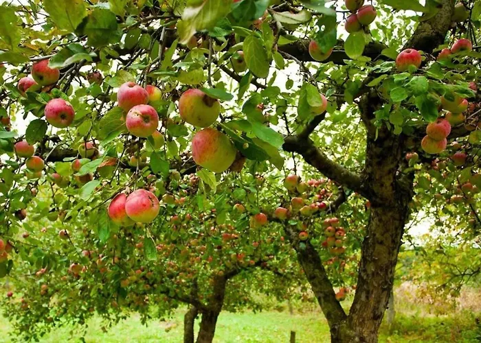 Mortain-bocage - 2-bed Wisteria - Sleeps 4 *