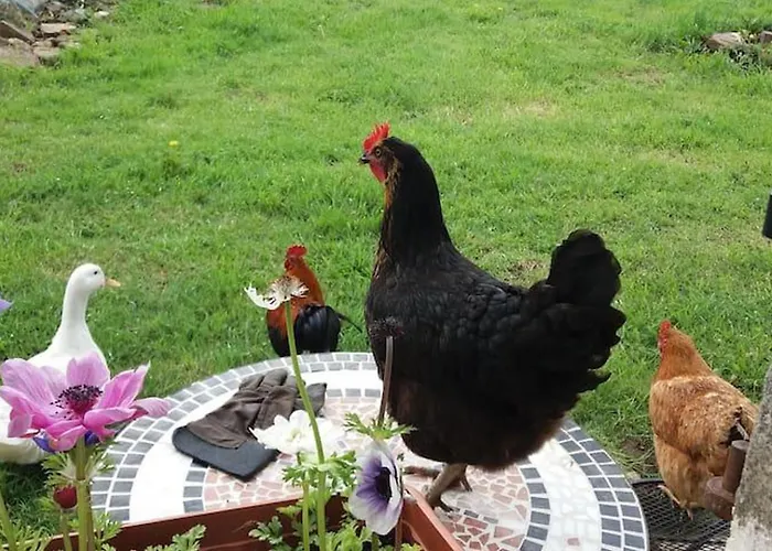 Mortain-bocage - 2-bed Wisteria - Sleeps 4 Semesterbostad Notre-Dame-du-Touchet